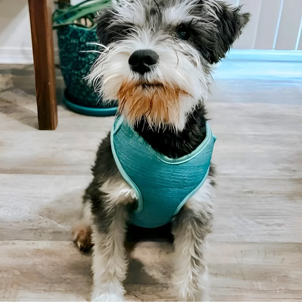 EVERY YAY Padded Mesh No Pull Turquoise Teal Blue Dog Harness 🐶 LARGE 🐶 NWT